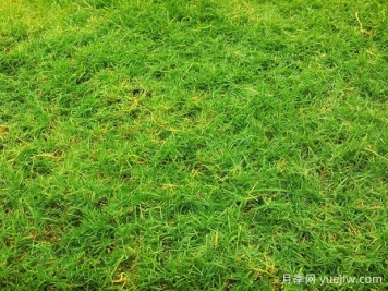 夏季铺草坪发黄干枯，如何提高草皮铺植成活率？