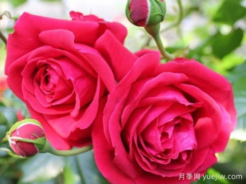 大家都知道玫瑰花可以食用，那么月季花可不可以食用呢？
