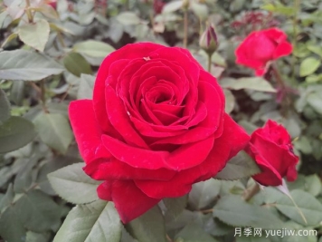 原产中国的玫瑰花(月季花)，是如何成为美国国花的？