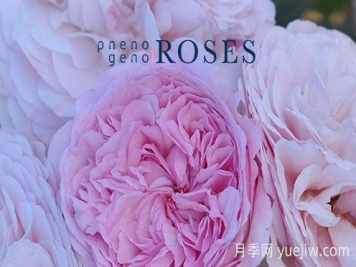 月季育种家：荷兰Pheno Geno Roses月季苗圃