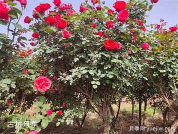 月季花友必看 一问一答养好月季花!