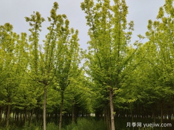 金叶复叶槭的特点、园林用途、管理养护