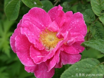 法国蔷薇月季/高卢红/药剂师玫瑰。