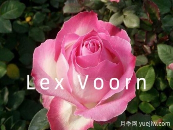 月季育种家：荷兰Lex Voorn