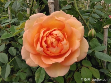 中国月季：欧洲玫瑰花的祖宗，为世界园艺做出了巨大贡献