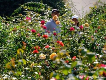 南宁花卉公园3万株月季入盛花期，市民闻香而来