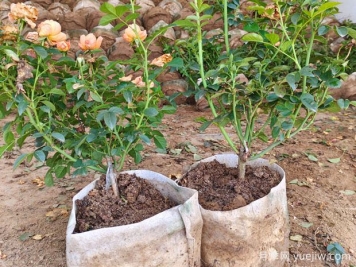 盆栽月季多年不换盆，3个办法也能保持生长旺盛