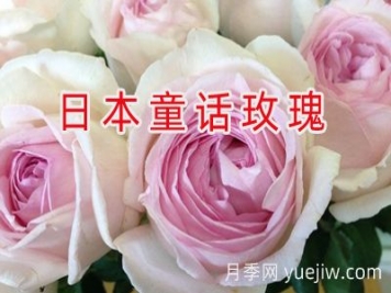 月季育种家：日本童话玫瑰公司