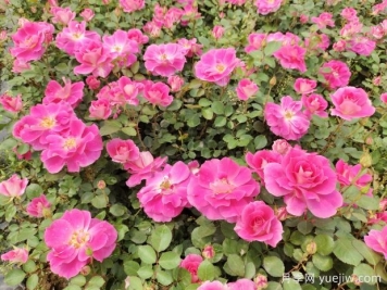 仙境盆栽月季杯苗粉色丰花，绿化工程批发