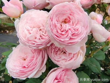 19朵粉色玫瑰花语是什么？
