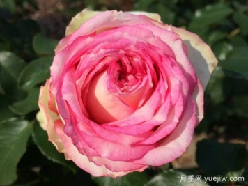 我的玫瑰月季/我的花