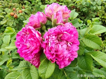 紫枝玫瑰，一年多次开花的绿化玫瑰