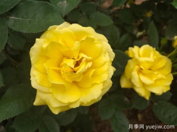 黄玫瑰的花语是什么？黄玫瑰的寓意和象征