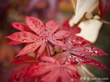 日本红枫、美国红枫、中国红枫到底有何不同？