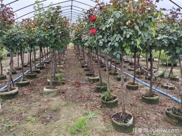 2024年绿化苗木种植风向标，苗木如何才能挣钱？
