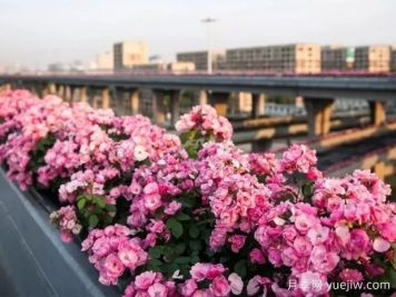 杭州高架月季实现定期开花，是如何进行花期调控的？