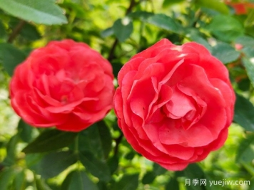 种上木香蔷薇花蛮强爆花，红橙白黄木香你喜欢哪个？