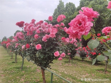 全面的绿化苗木技术