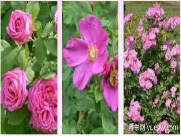 轻松区分月季、玫瑰和蔷薇ROSE三姐妹，不再迷茫于爱情花海