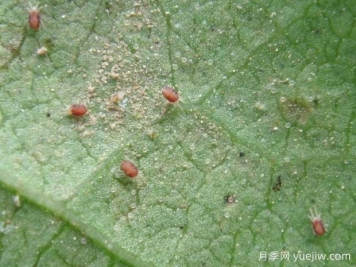 月季常见病虫害之红蜘蛛的习性和防治措施