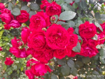 6款红色系的藤本月季品种，适合打造网红花墙