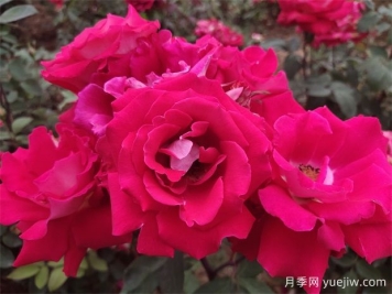 月季是千姿百态的花中皇后