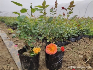 换盆有技巧，五种花卉换盆需谨慎