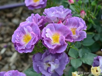 月季大千世界，5个令人惊叹的稀有玫瑰品种