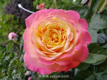 月季花：惊艳时光的花中皇后