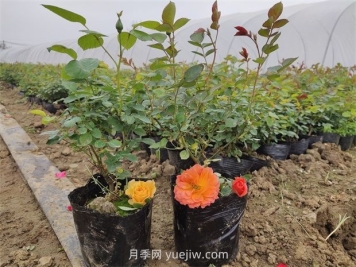 月季花怎么繁殖？