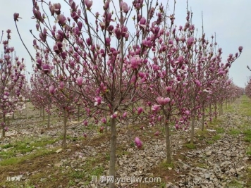 南召县皇后乡玉兰花开别样红 