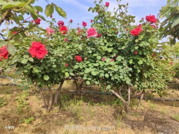 绿化苗木的培育栽植及管理