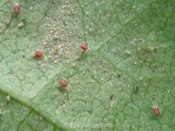 夏季月季高发的红蜘蛛怎么有效预防？