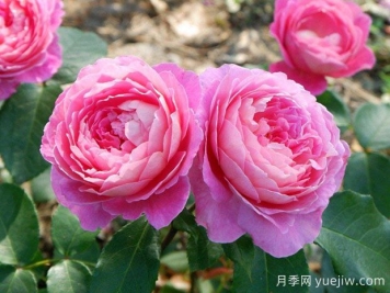 月季花：花中皇后的奥秘