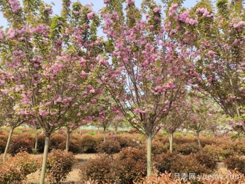 城市园林中常用的观花乔木有哪些？