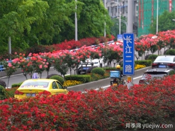 重庆月季应用和景观图集