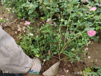 仙境月季美植袋苗美化湖北绿化工地