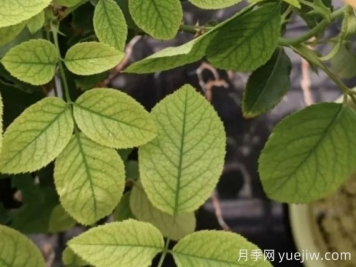 月月季花黄叶长不好？9种常见缺素症盘点