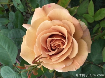 苏格兰黄油月季，优秀复古黄色切花