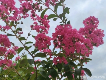 适合紫薇的生长环境