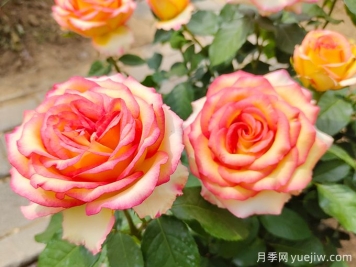 4种耐寒耐旱花卉的生长特点