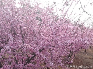 紫叶李的生长习性