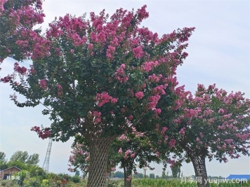 紫薇夹道 打造住宅区的浪漫花径