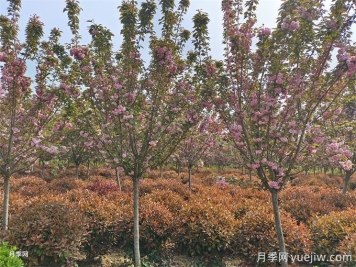 樱花的栽培与养护需要注意事项