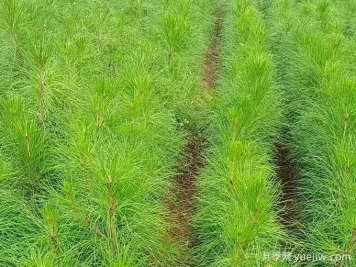 植物百科：湿地松