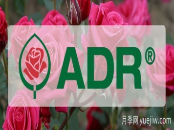 德国月季新品种综合测试(ADR)