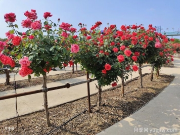 什么是绿化养护的精细化管理？