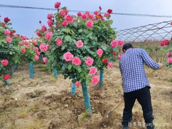 园林绿化苗木起多大土球合适？移植树穴如何挖？