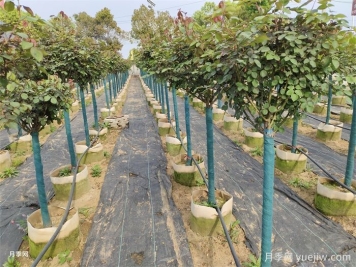 园林植物3种保温措施的技术要点