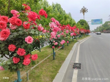 植物生态习性决定园林绿化景观的成败